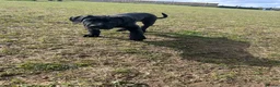 Cane Corso dogs for sale: Cane Corso Puppy - Advert 7
