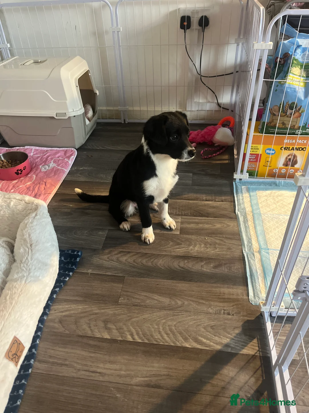 Border Collie dogs for sale: Border collie pup for sale  - Advert 2