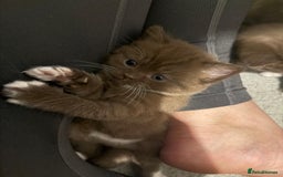 British Shorthair cats for sale: Charming British Shorthair Kittens - Image 15
