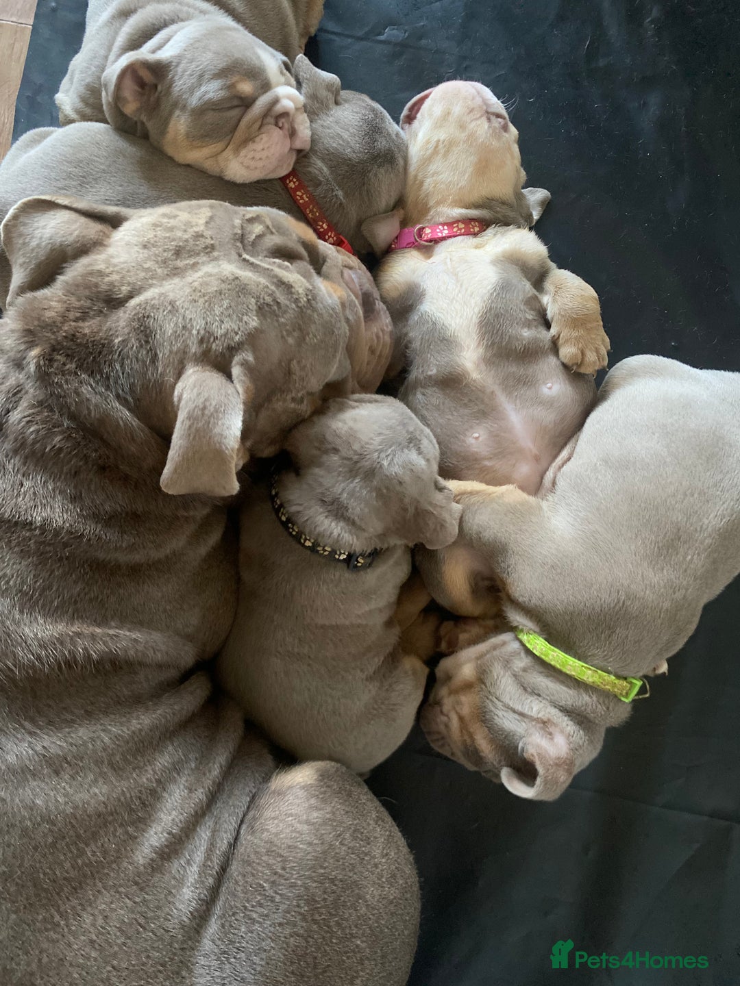 English Bulldog dogs for sale: Beautiful English bulldog puppies - Advert 2