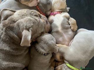 English Bulldog dogs Beautiful English Tri Lilac & Tan bulldog puppies - Advert 4