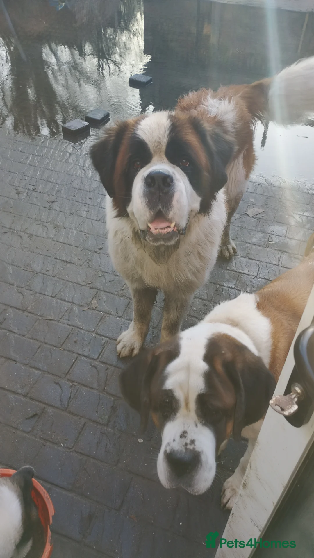 Saint Bernard dogs for sale: Beautiful saint Bernard puppies - Advert 5