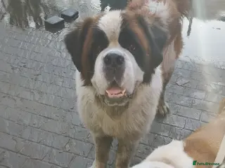 Saint Bernard dogs Beautiful saint Bernard puppies - Advert 5