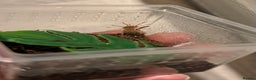 Tarantulas invertebrates for sale: Tarantula Spiderlings with starter home - Advert 4
