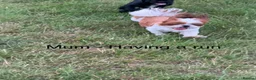 Shih Tzu dogs for sale: Late Summer Shihtzu Puppies - Advert 26