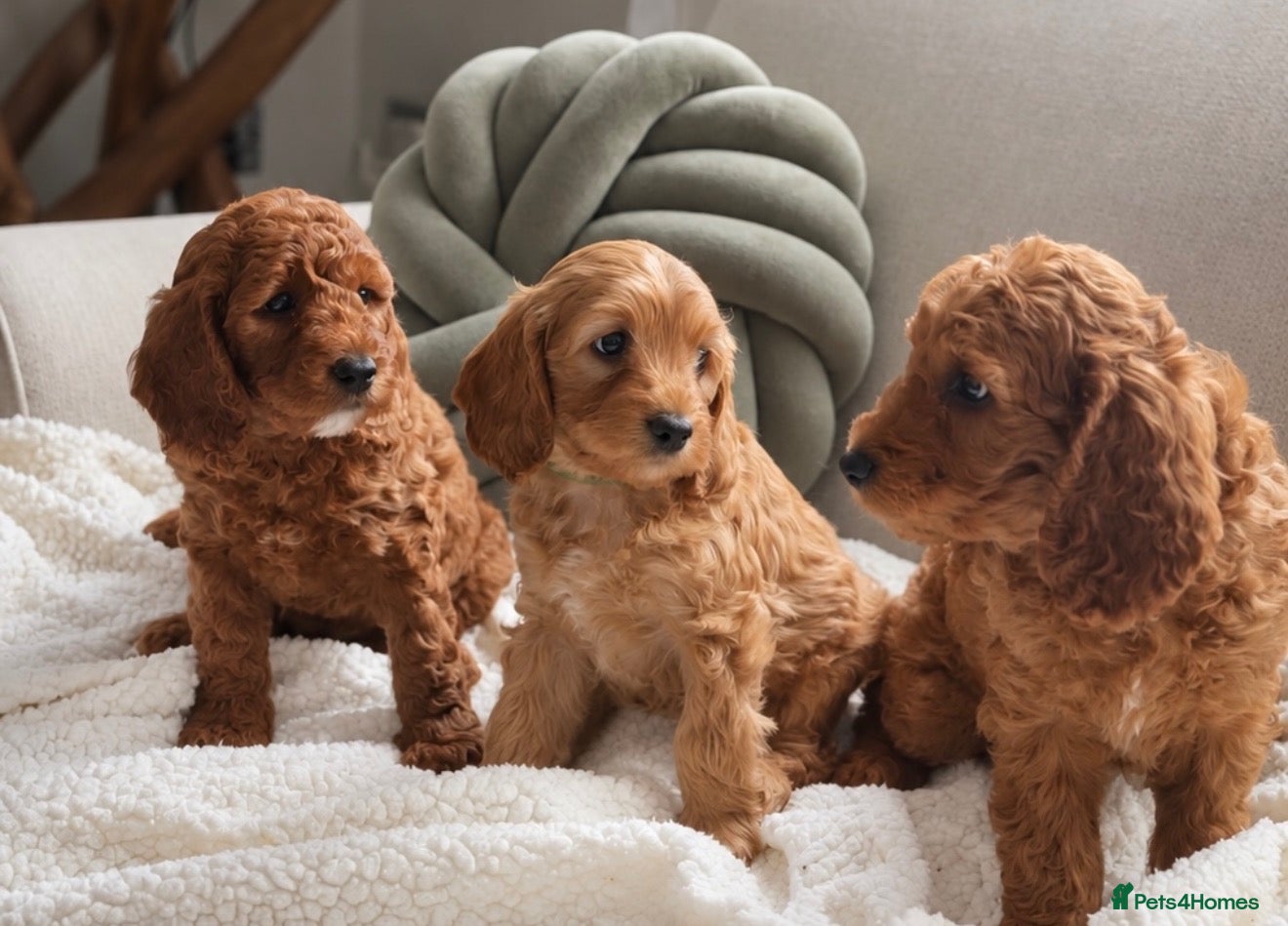 Cockapoo dogs for sale: Deep red F1b miniature Cockapoo girls  - Advert 23