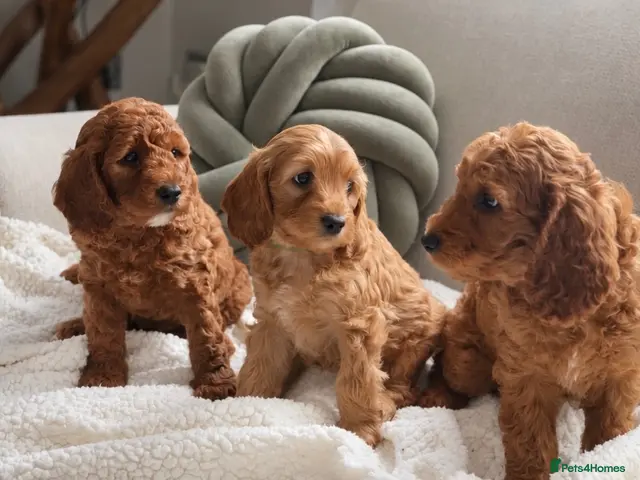 Cockapoo dogs for sale: Deep red F1b mini Cockapoo girls - Advert 1