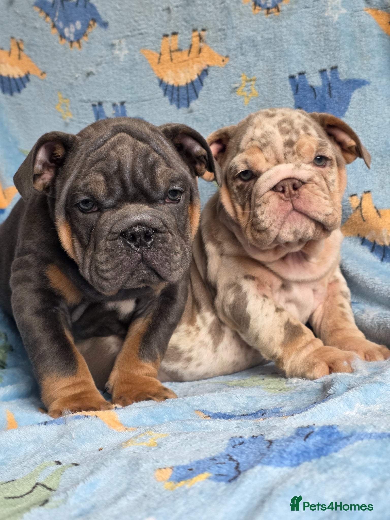 English Bulldog dogs british bulldog pups ready now  - Advert 10