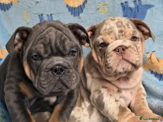 English Bulldog dogs british bulldog pups ready now - Advert 10