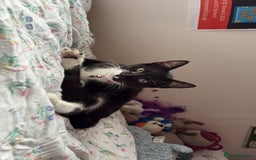 Domestic Shorthair cats for sale: Small Cat For Sale - Image 3