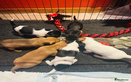 Jack Russell dogs for sale: Gorgeous Jack Russell terrier pups - Image 1
