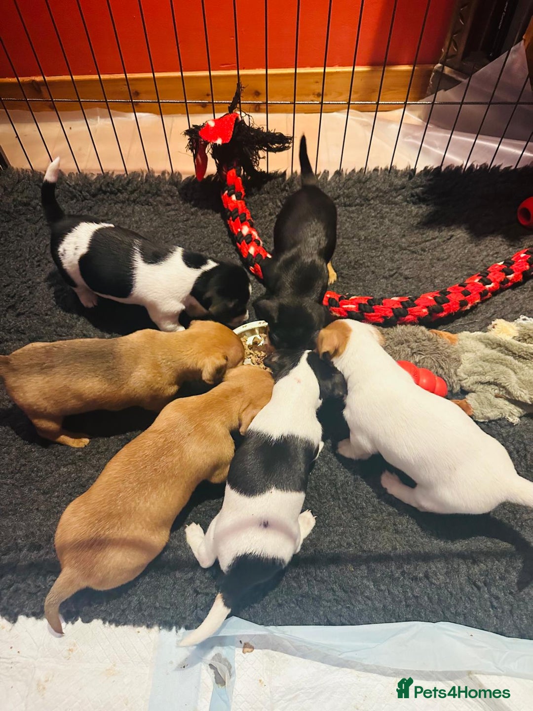 Jack Russell dogs for sale: Gorgeous Jack Russell terrier pups - Image 1