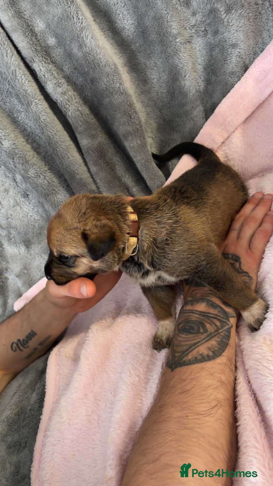 Mixed Breed dogs for sale: Belgian Mali x German shepherd  - Advert 21