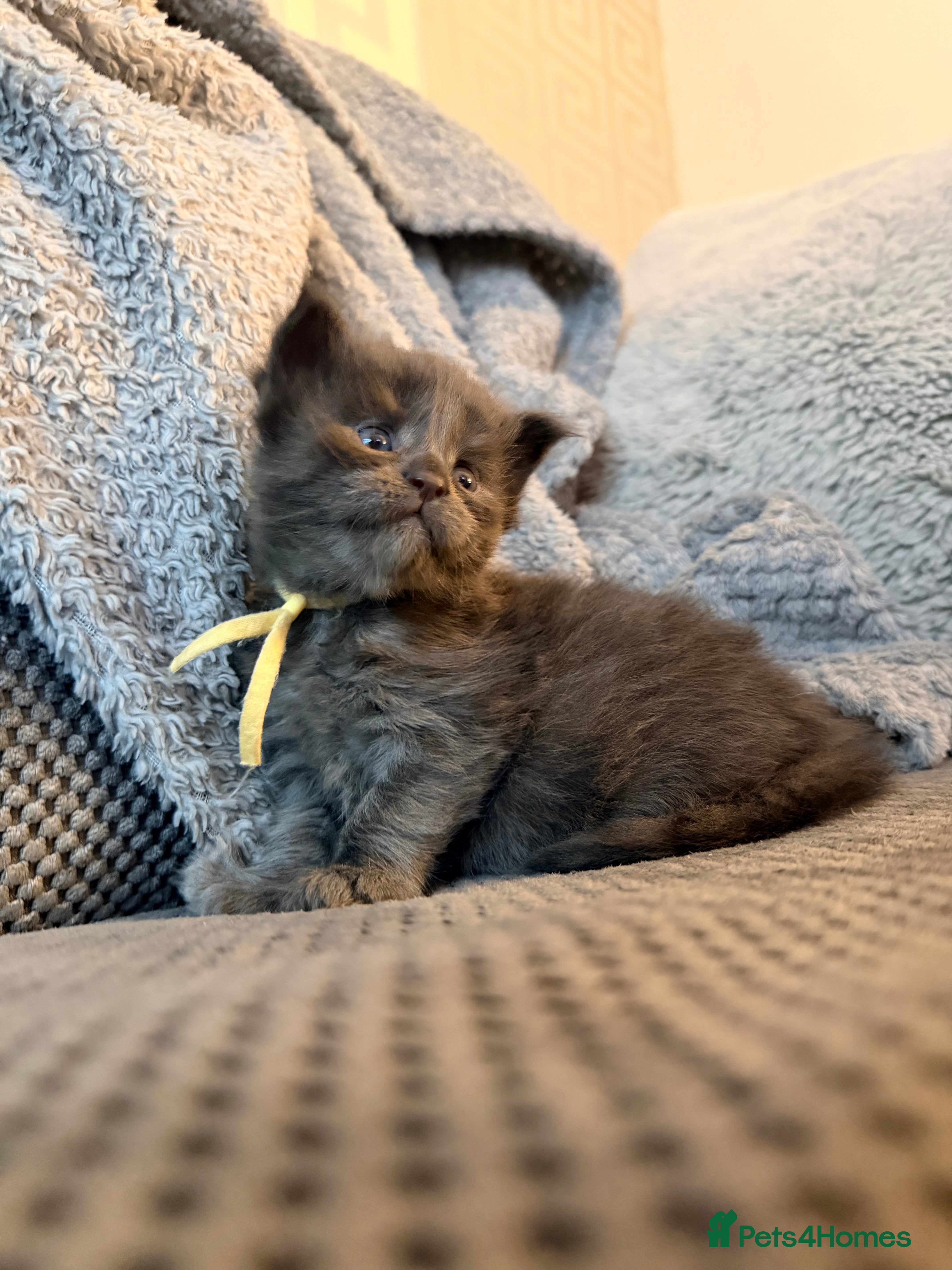 Maine Coon cats Stunning 2 Boys and 1 Girl - Advert 10