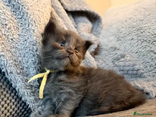 Maine Coon cats Stunning 2 Boys and 1 Girl - Advert 10