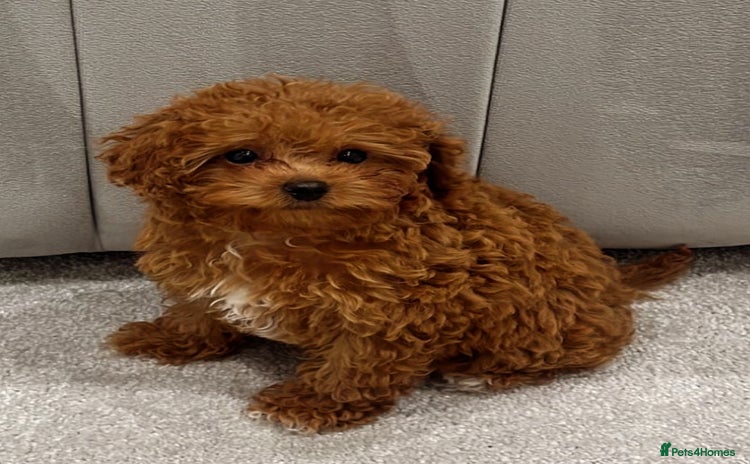 Cavapoo dogs - Advert 1