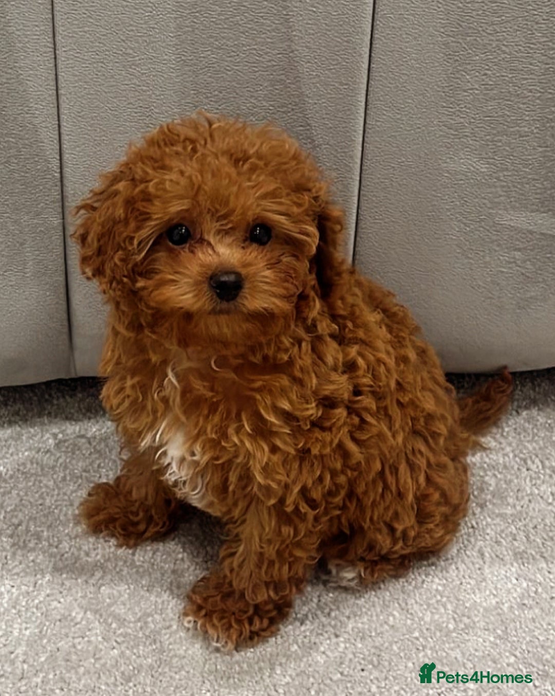 Cavapoo dogs for sale: F1B cavapoo girl  - Image 1