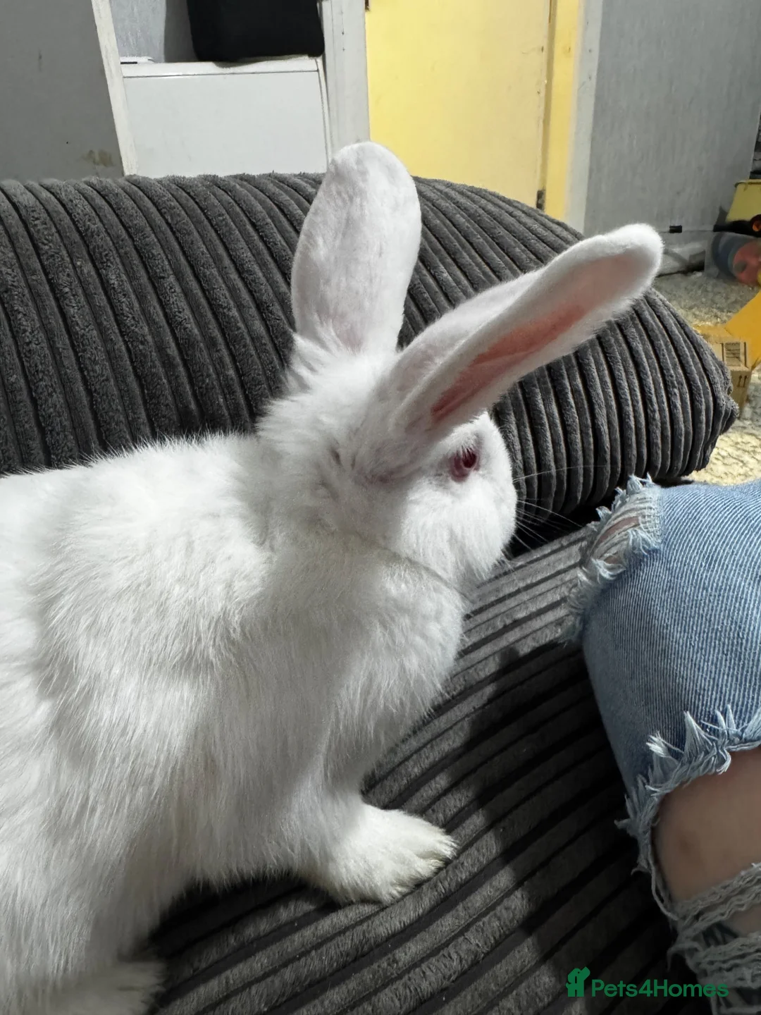 New Zealand rabbits for sale: 2 New Zealand female rabbits  in Holyhead - Advert 1