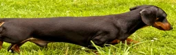 Miniature Dachshund dogs for adoption: JERRY – Miniature Dachshund in Caterham - Advert 5