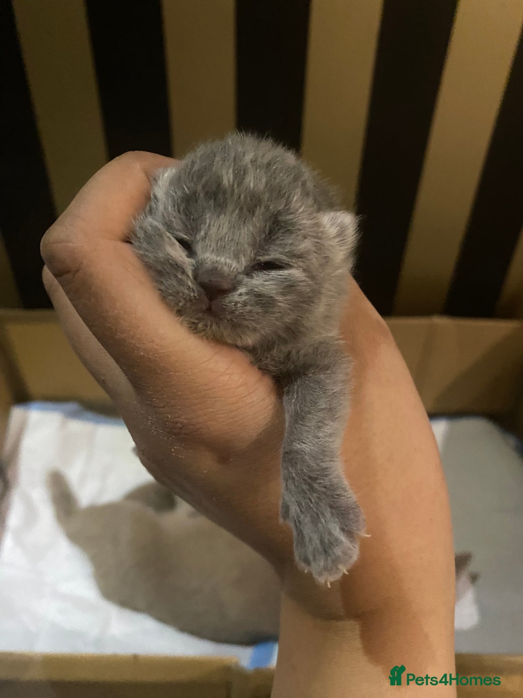 British Shorthair cats for sale: Stunning British shorthair kittens - Advert 3
