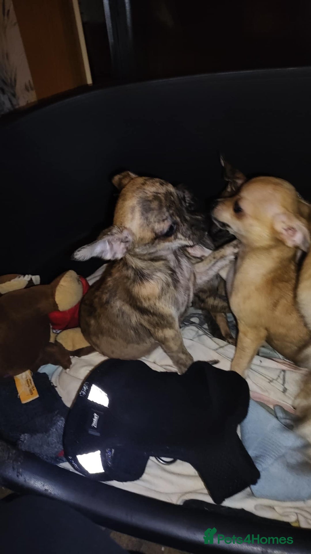 Chihuahua dogs for sale: Beautiful puppies ready for forever homes  - Advert 8