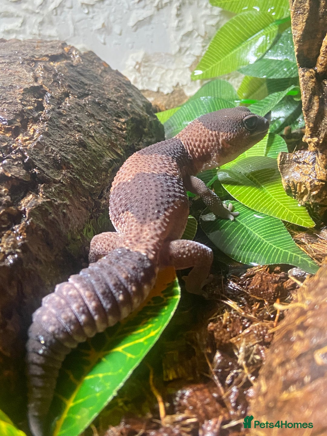Lizard reptiles for sale: African fat tail gecko + full setup  - Advert 3