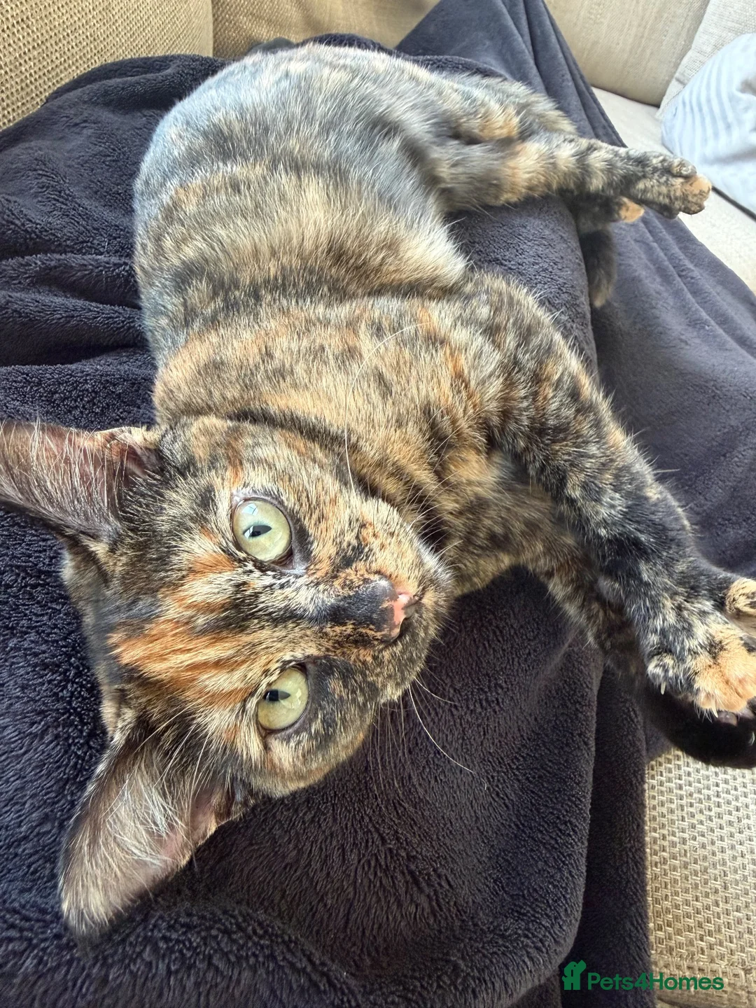 Mixed Breed cats for sale: Mixed breed - Advert 1