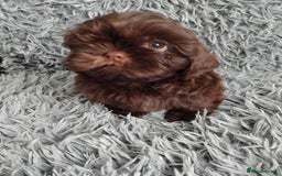 Shih Tzu dogs for sale: Beautiful shih tzu babies  - Advert 6