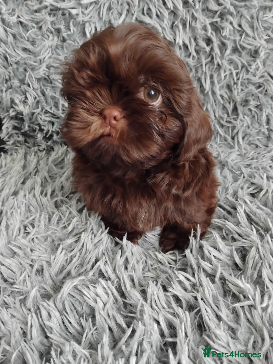 Shih Tzu dogs for sale: Beautiful shih tzu babies  - Advert 6