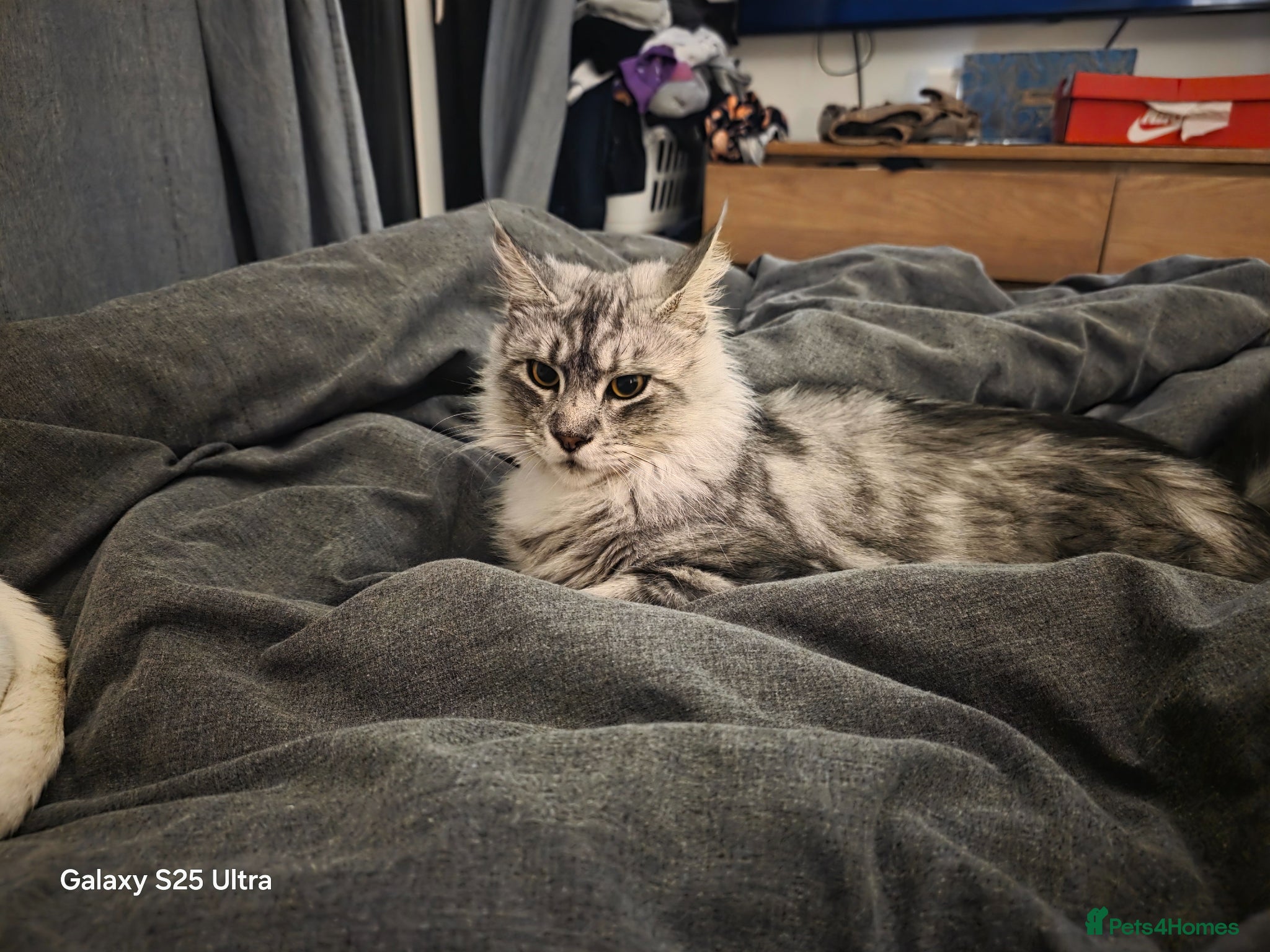 Maine Coon cats Maine coon  - Advert 4