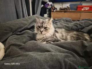 Maine Coon cats Maine coon - Advert 1