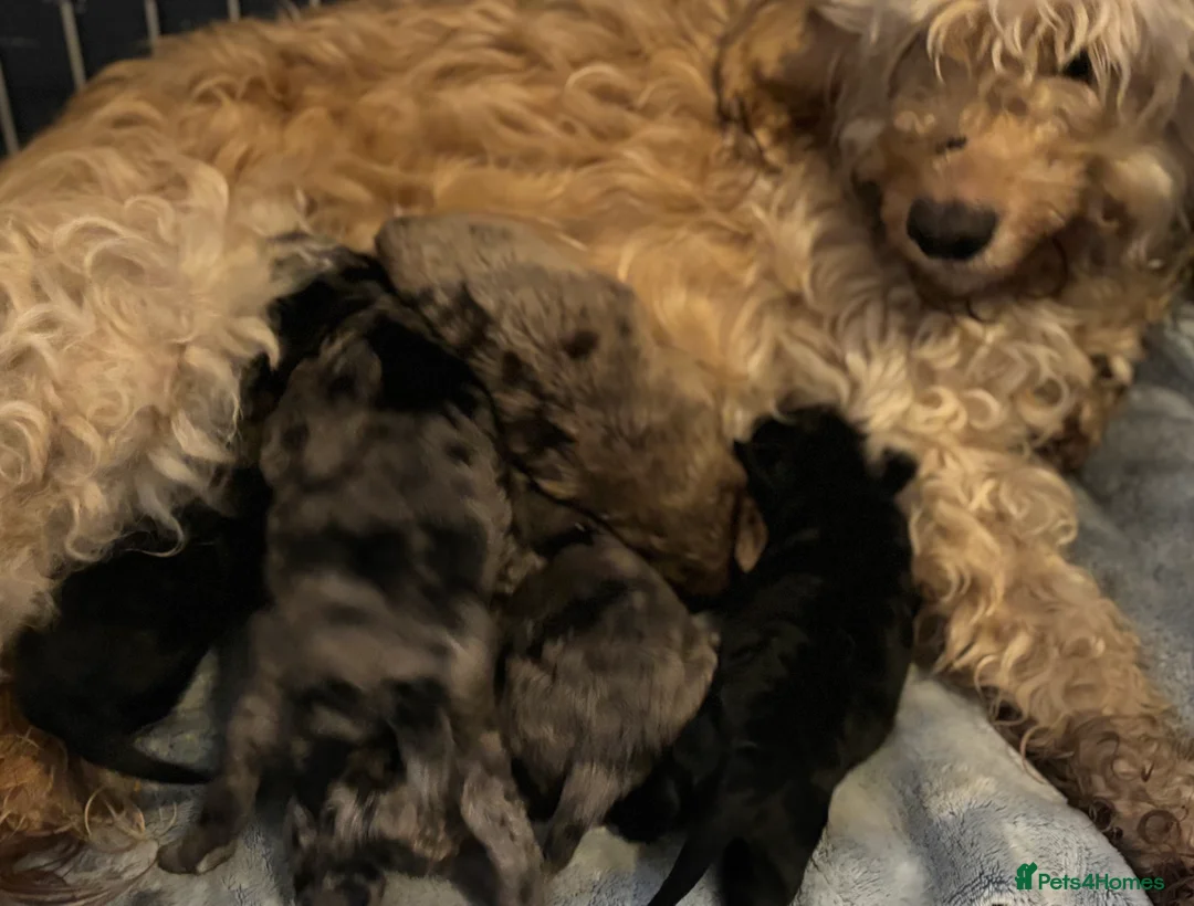 Cockapoo dogs for sale: Cockapoo puppies  - Advert 40