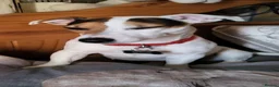 Jack Russell dogs for stud: Denzel proven Jack Russell.. new to the stud world - Advert 10