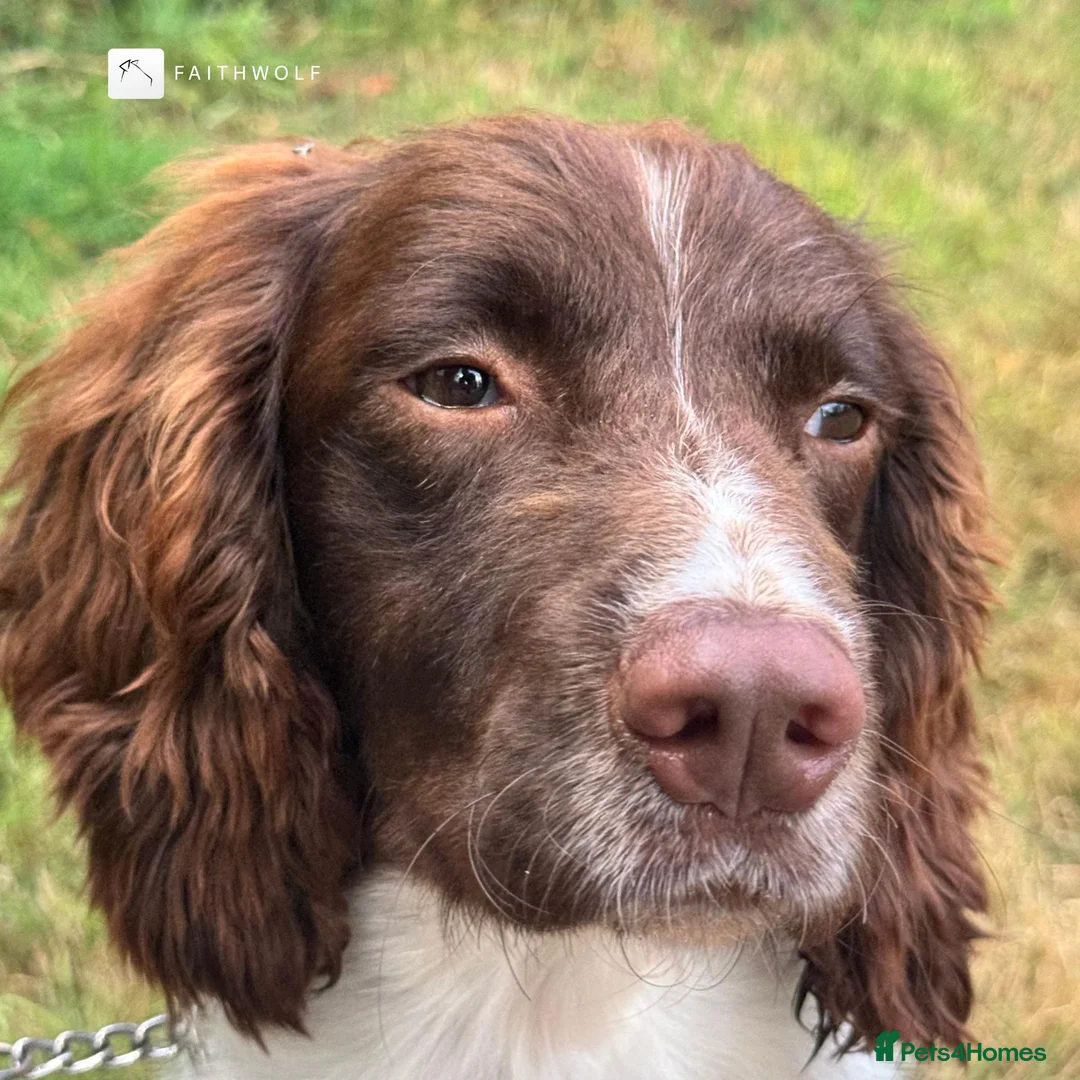 English Springer Spaniel dogs for sale: Flash - Fully Trained Pet Springer Spaniel - Advert 2