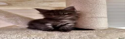 Maine Coon cats for sale: 🖤LAST BLACK SMOKE GIRL🖤 - Advert 3