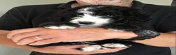 Bernedoodle dogs for sale: AMAZING BERNEDOODLE PUPPIES - Advert 23
