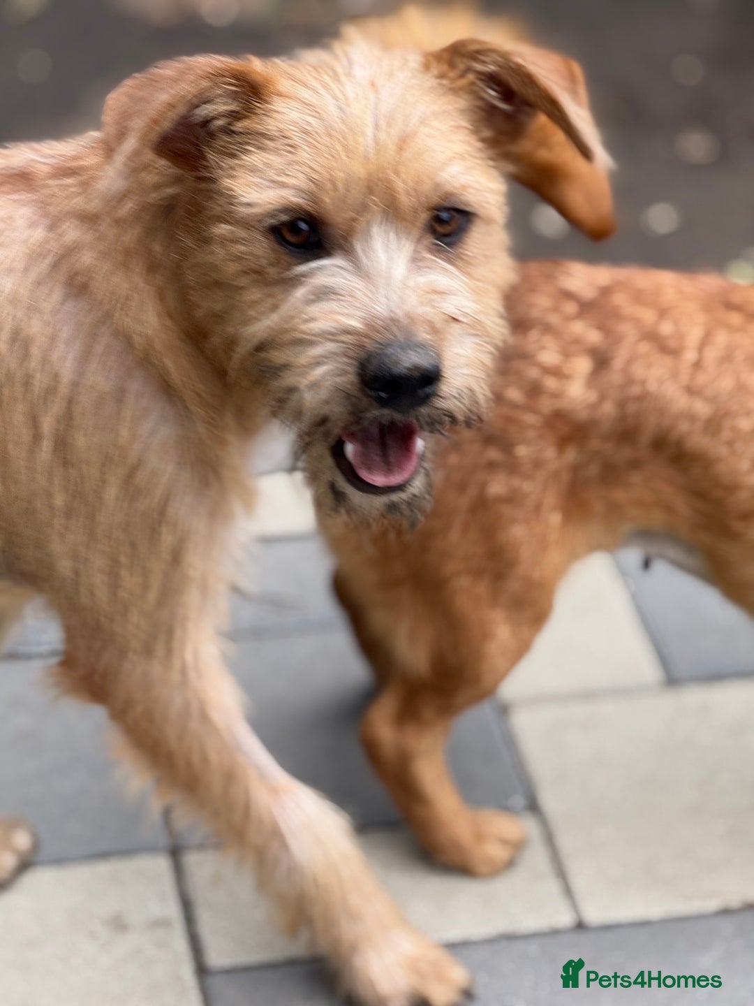 Mixed Breed dogs for adoption: Sweet Sunny Needs LOVE - Image 7