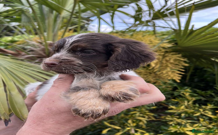Cocker Spaniel dogs in Darlington - Advert 15