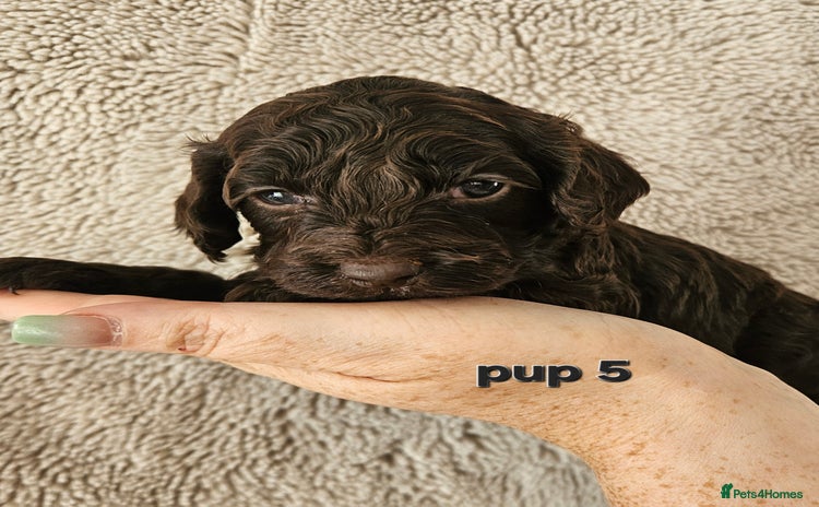 Cockapoo dogs - Advert 7