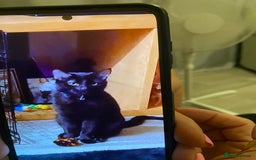 Maine Coon cats for sale: Maine coon domestic  - Image 2