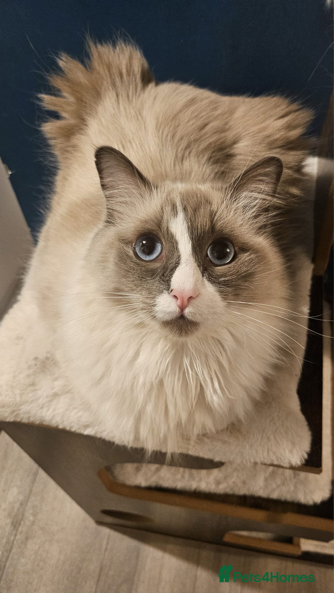 Ragdoll cats for sale: 2 cute male ragdolls looking for a lovely new home - Advert 2