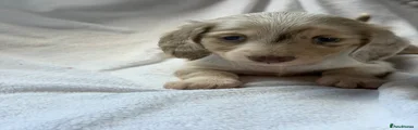 Miniature Dachshund 1