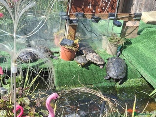 Turtle reptiles Turtle and terrapin Rescue - Advert 1