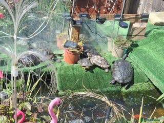 Turtle reptiles Turtle and terrapin Rescue - Advert 20