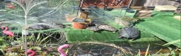 Turtle reptiles for sale: Turtle and terrapin  Rescue  - Advert 1