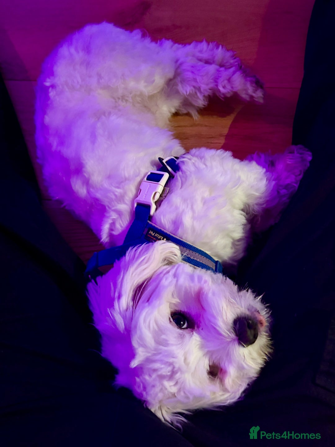 Maltese dogs for sale: 8 months old adorable maltese - Advert 3