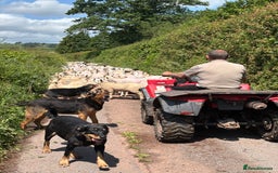 Huntaway dogs for sale: CHUNKY HUNTAWAY PUPPIES FOR SALE  - Image 17