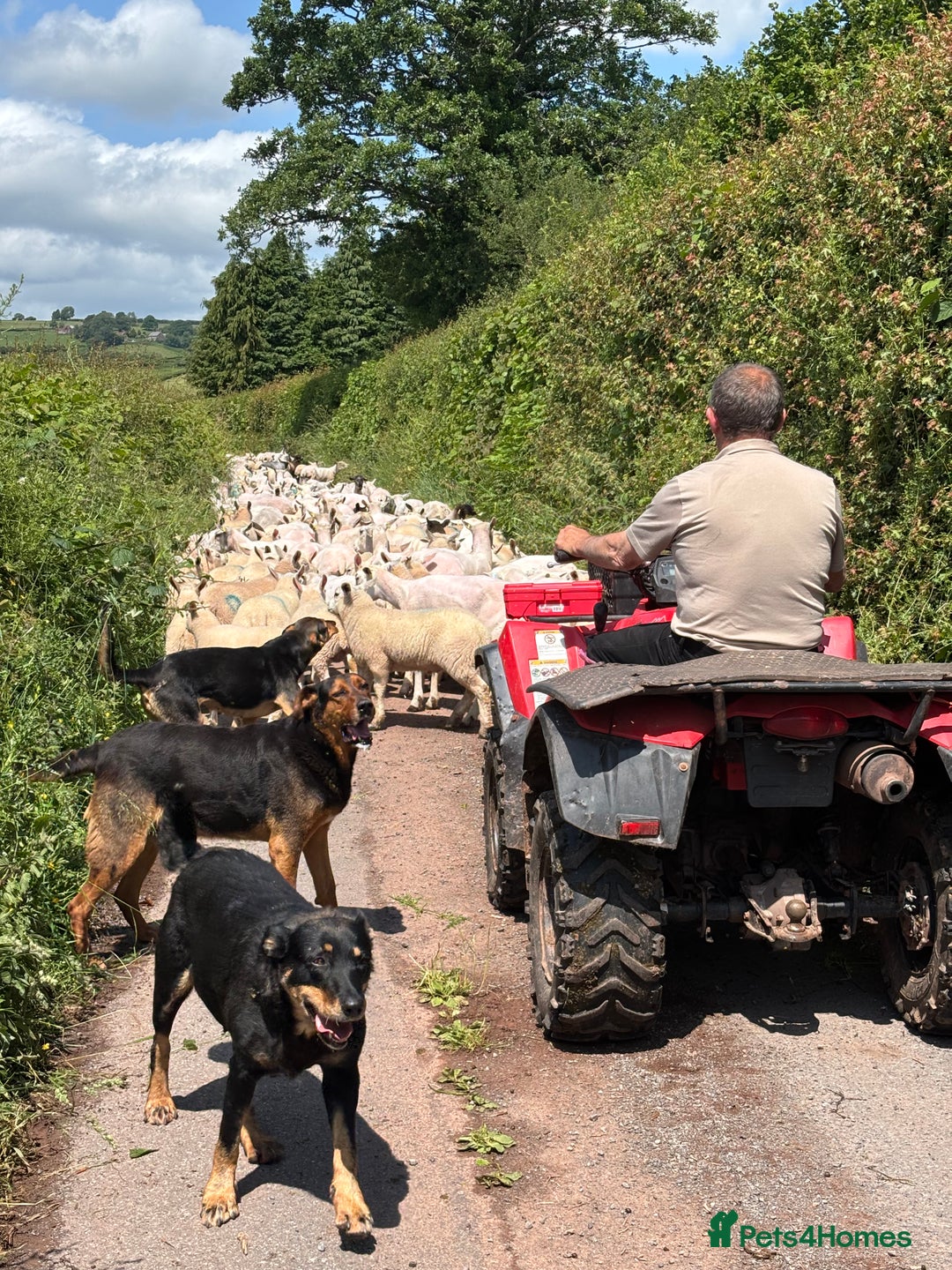 Huntaway dogs for sale: CHUNKY HUNTAWAY PUPPIES FOR SALE  - Image 17