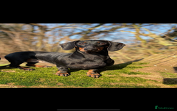 Dachshund dogs for sale: Wait list now open for KC dachshund puppies - Image 5