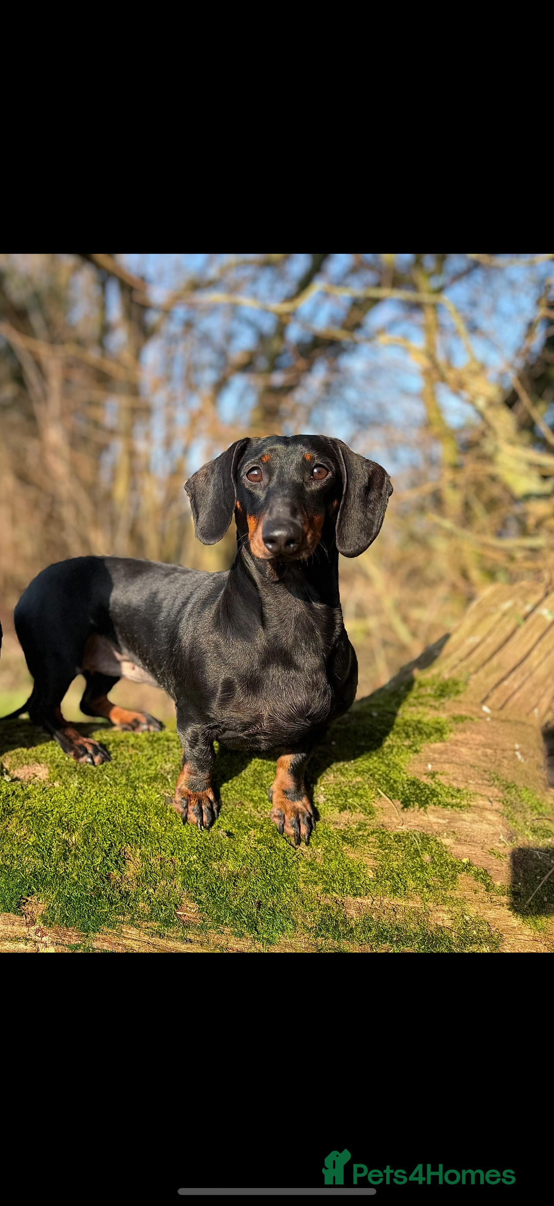 Dachshund dogs for sale: Wait list now open for KC dachshund puppies - Image 5
